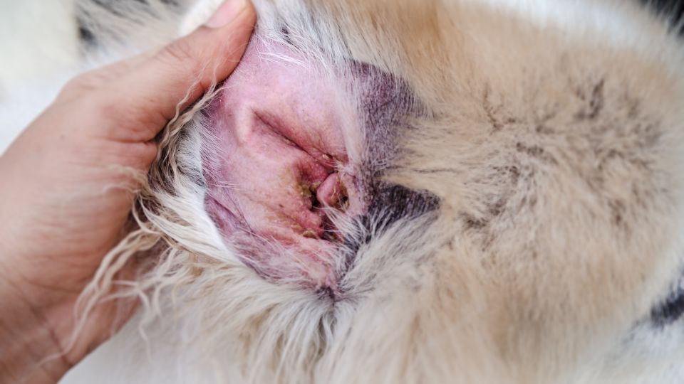 Closeup dog ear,show the secondary skin infections in dogs with atopic dermatitis, blurry light around