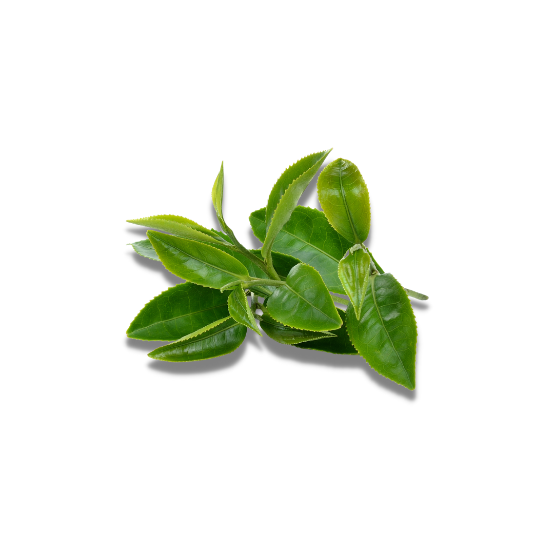 A picture of green tea extract.