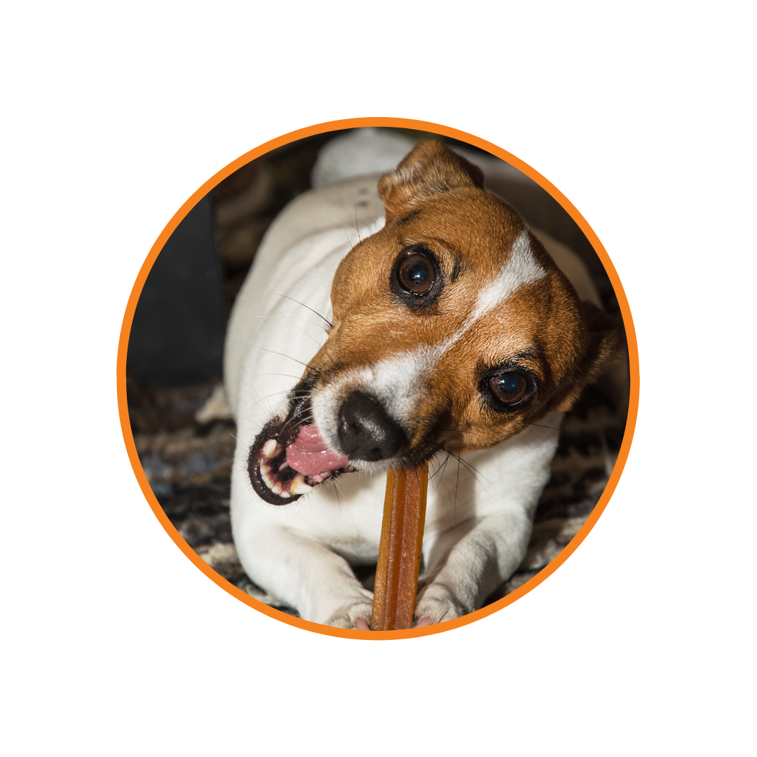 a dog chewing on a dental stick