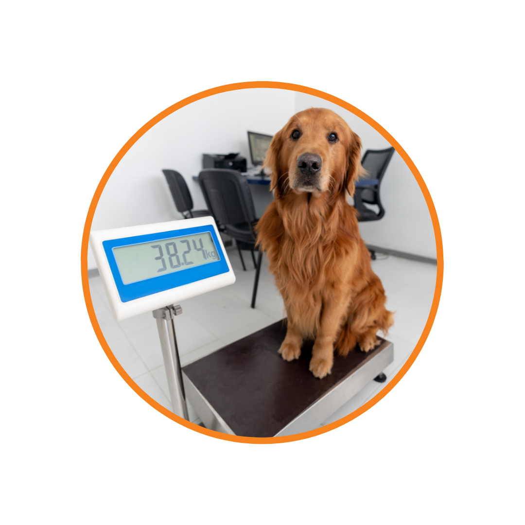 A golden retriever dog on a weight scale.