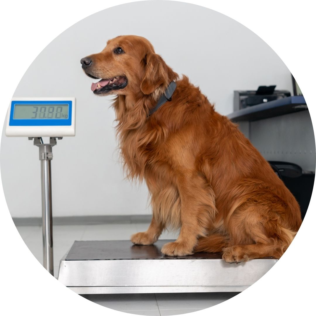 A golden retriever dog on a weight scale.