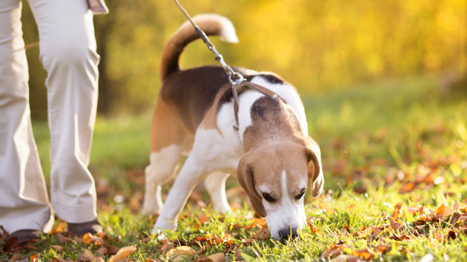 Woman walking a dog in park