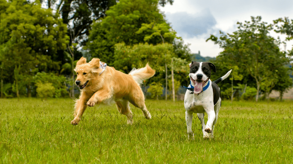 Excited dogs running on grass
