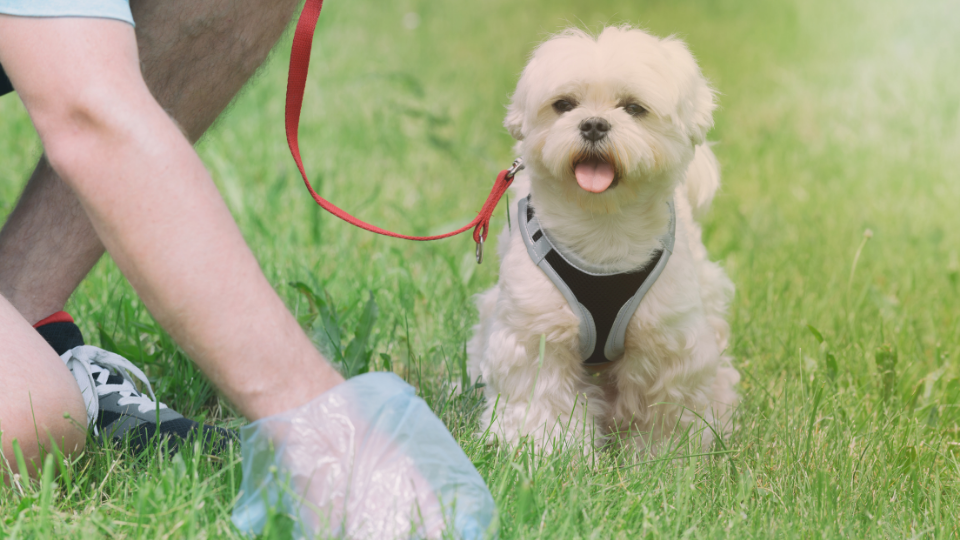 Owner picking up poop for dog