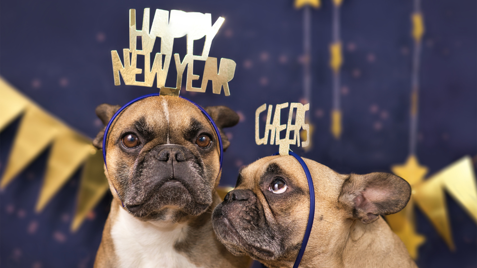 Dog New Year Celebration