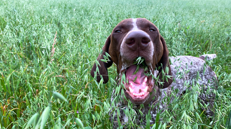 Dog eating grass