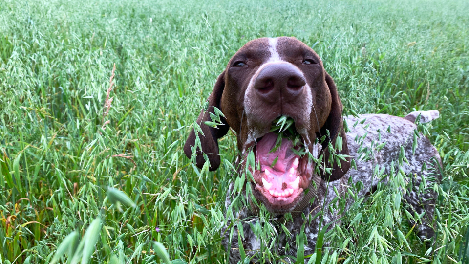 Why Do Dogs Eat Grass And Vomit And What Should I Do Vivus Pets Why do dogs eat grass and vomit and what should i do vivus pets