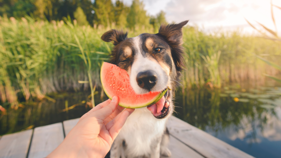 Dog eating watermelon near the pond