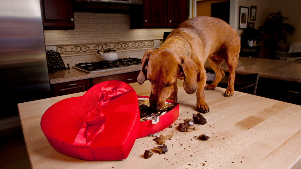 Happy eating chocolate from a heart shaped box