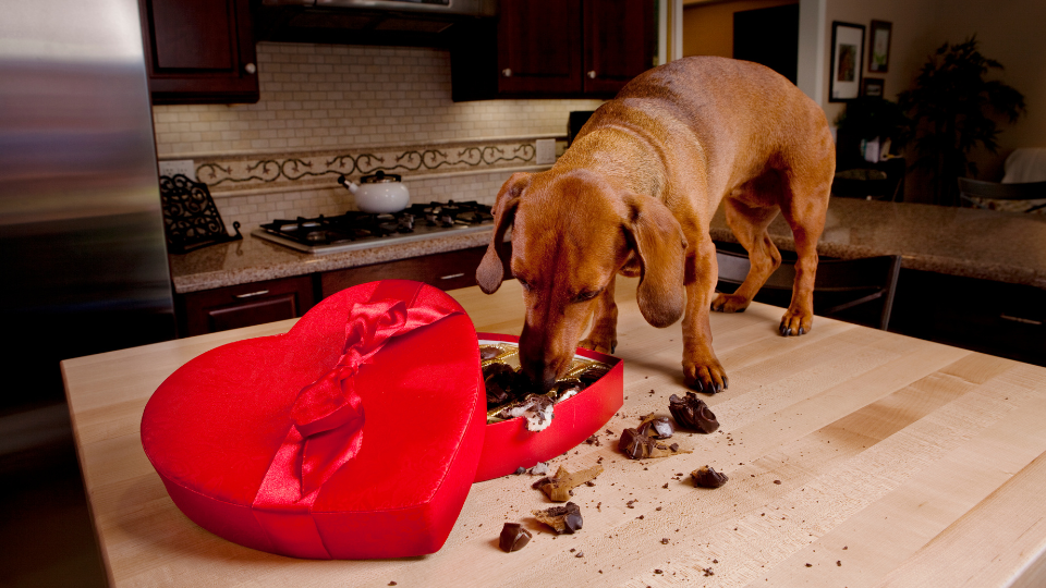 Are dogs really allergic to chocolate best sale