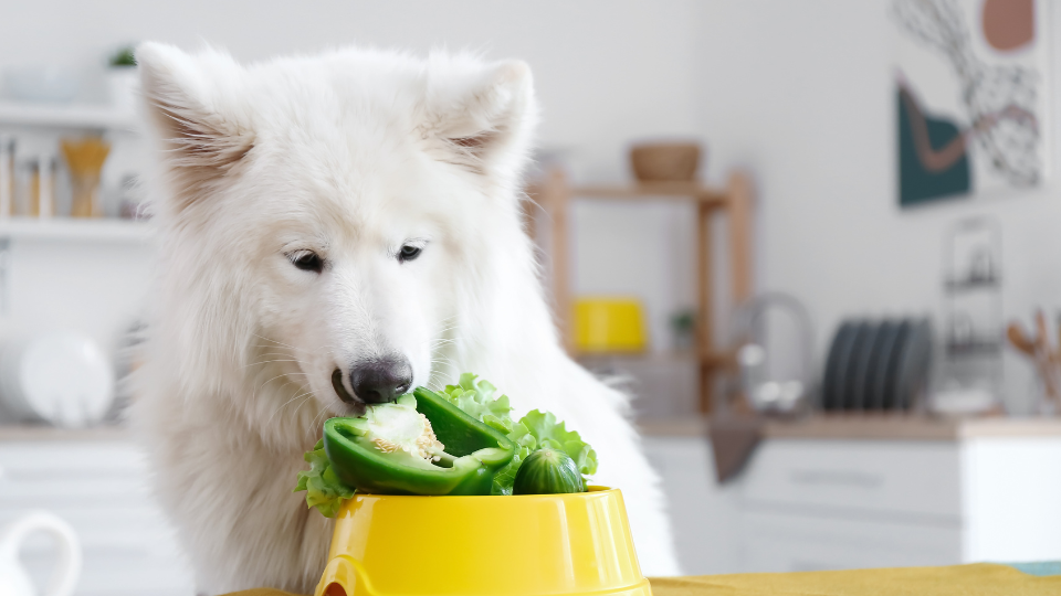 White dog eating vegetables from a food bowl