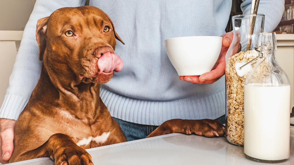 Dog preparing meal with owner