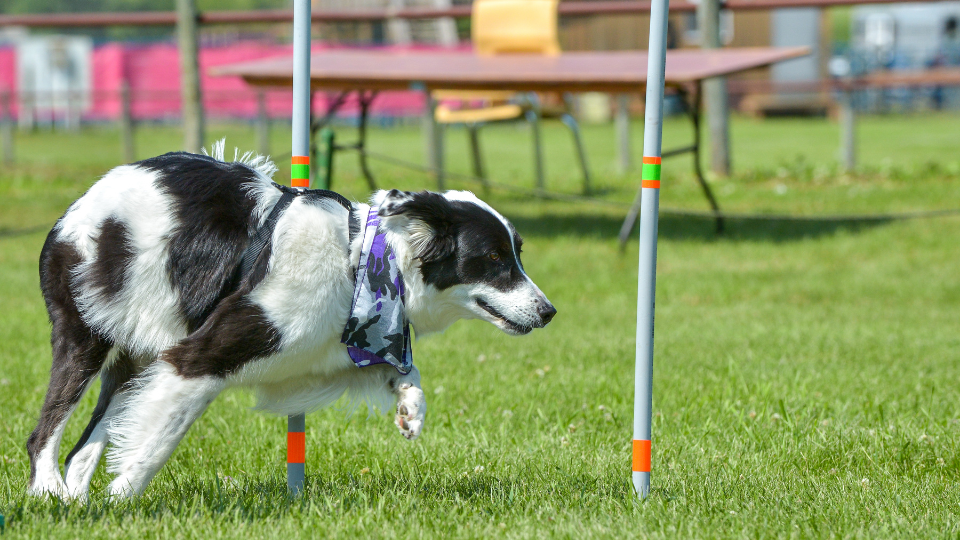 Sporting dog running on grass