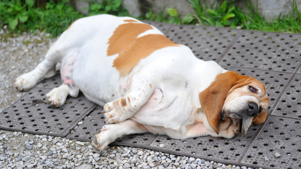 Obese dog lying on the street