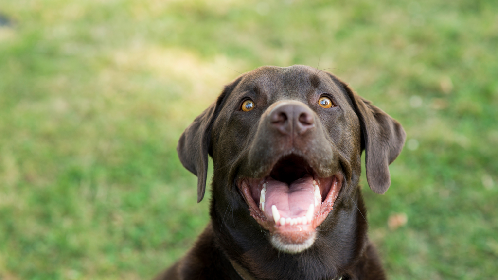 Black dog smiling on grass