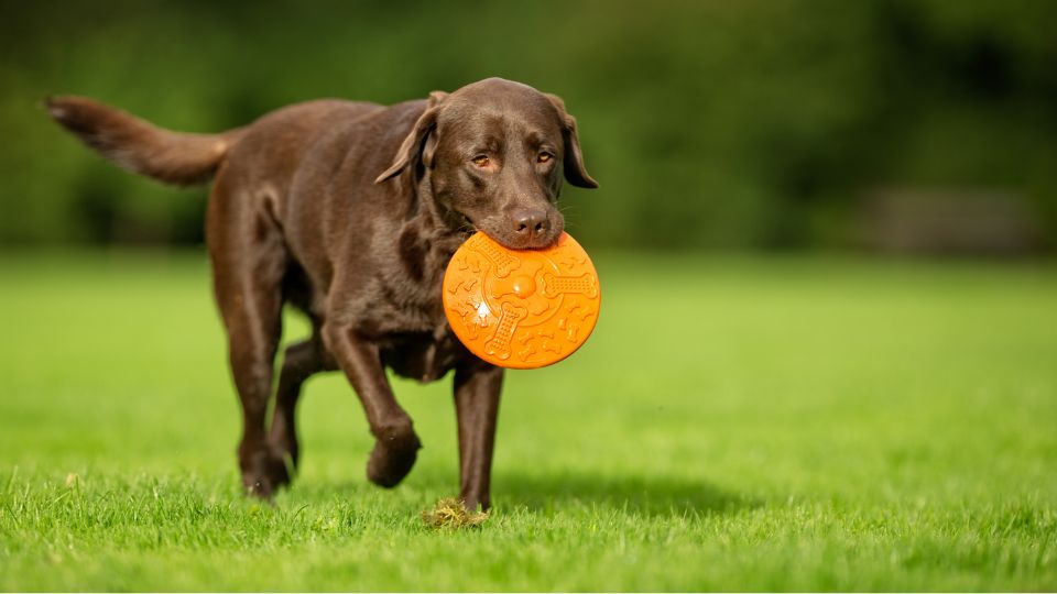 Adult dog playing fetch