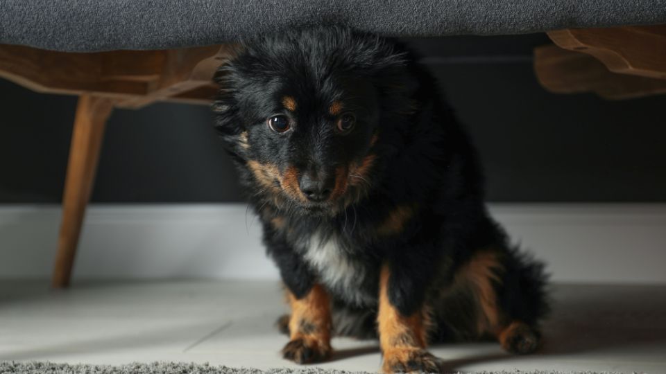 Anxious dog hiding under table