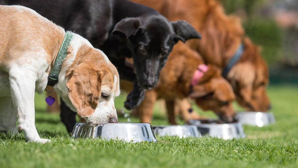 Tailoring Nutrition for Your Pet: The Homemade and Raw Food Diet Insight