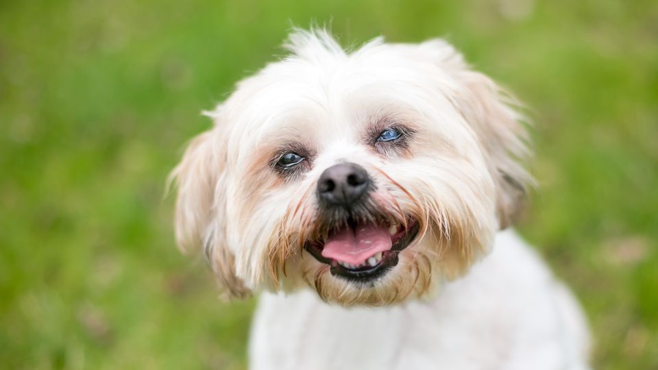 Dog with cloudy eyes, Cataracts