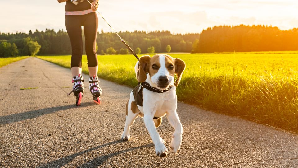 Pets Getting Exercise A Comprehensive Guide to Dog Exercise | Vivus Pets