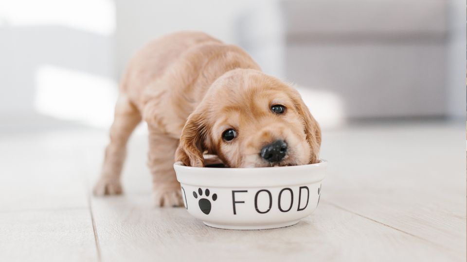 Puppy having food from a bowl