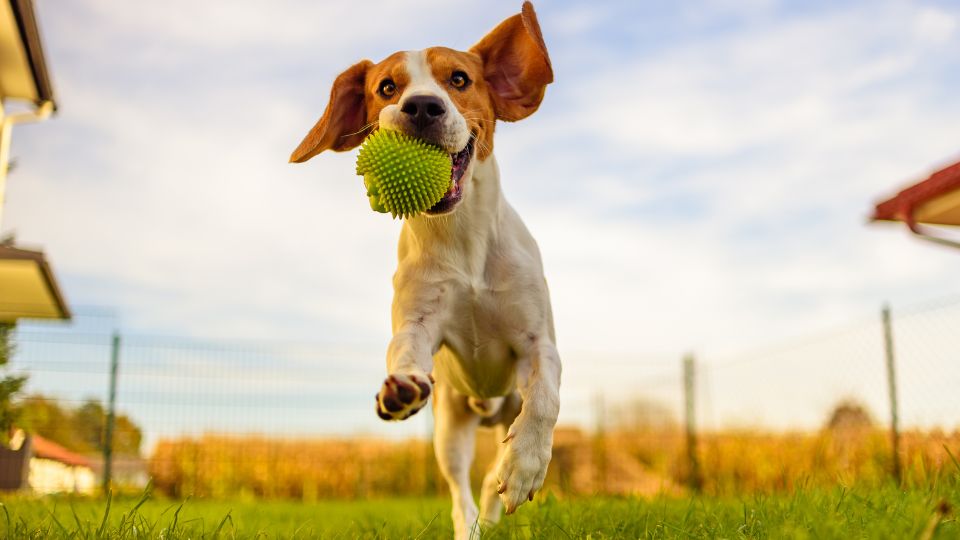 Dog running