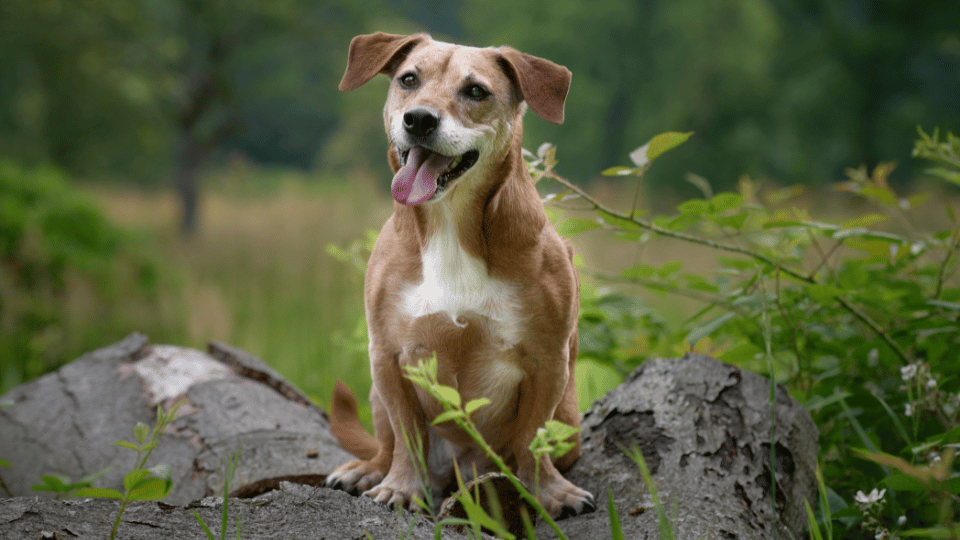 Smiling dog in nature