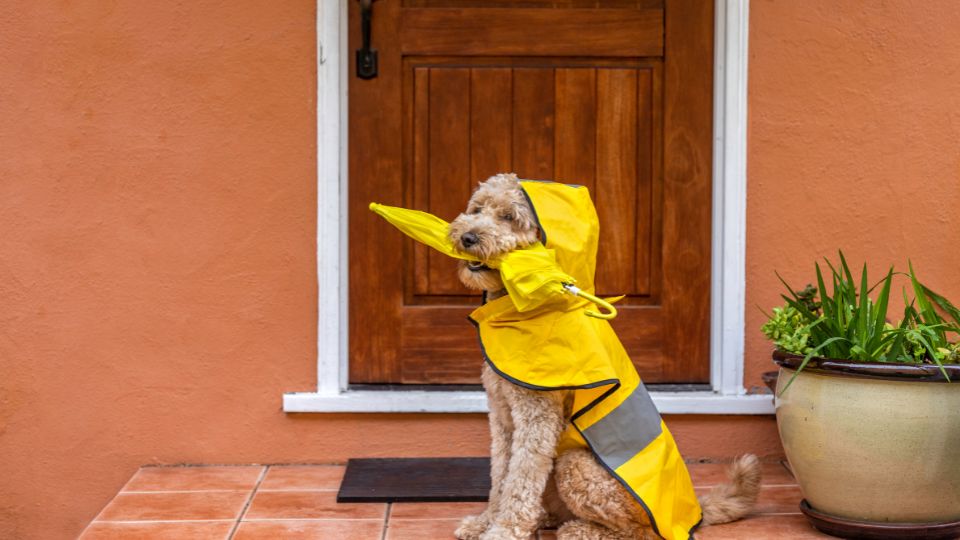 Dog in rain coat and with an umbrella