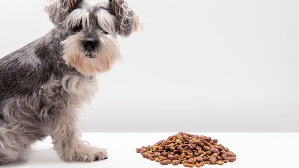 Dog with kibbles