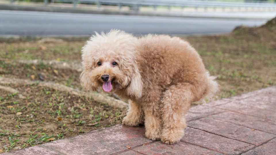 Dog pooping