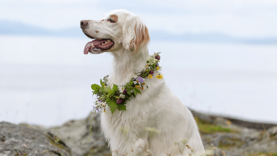 Dog with flower ring