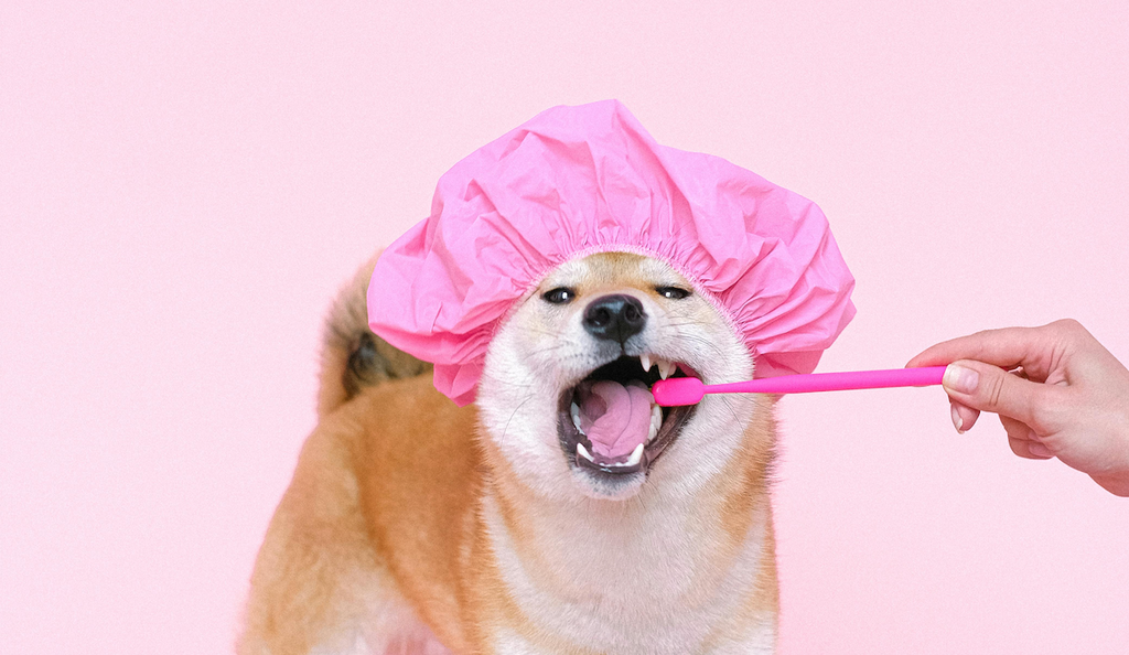How Often Should You Clean Your Dog’s Teeth? A Complete Dental Care Schedule