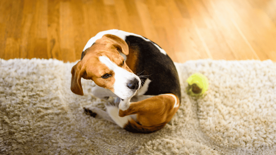 Dog scratching his neck