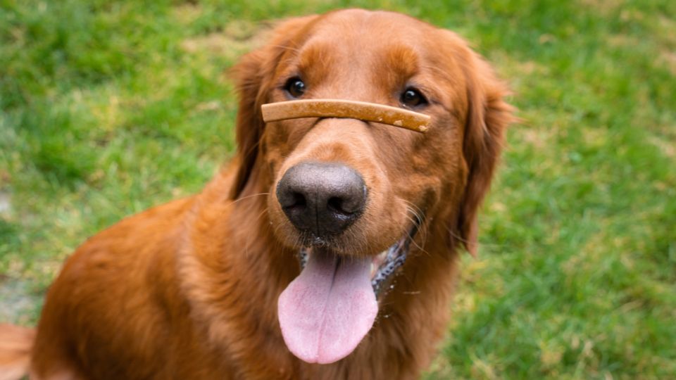 Dog with soft dental chew on his nose