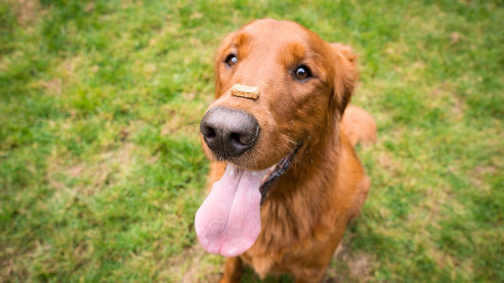Dog with treats