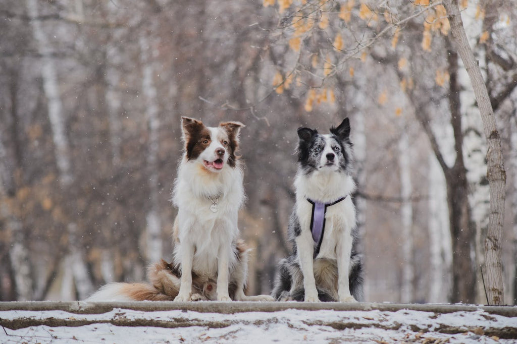 How to Choose the Best Dog Toothpaste: A Guide to Healthy Canine Smile