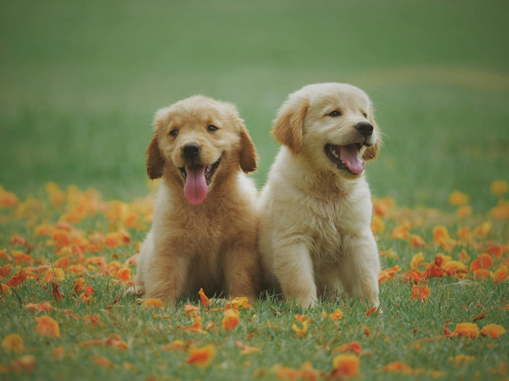 Why Do Dogs Have Bad Breath?
