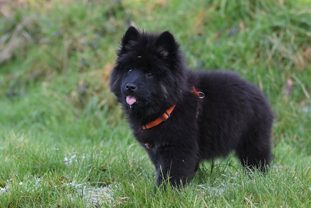 Puppy Teething 101: How to Soothe Your Teething Puppy Naturally
