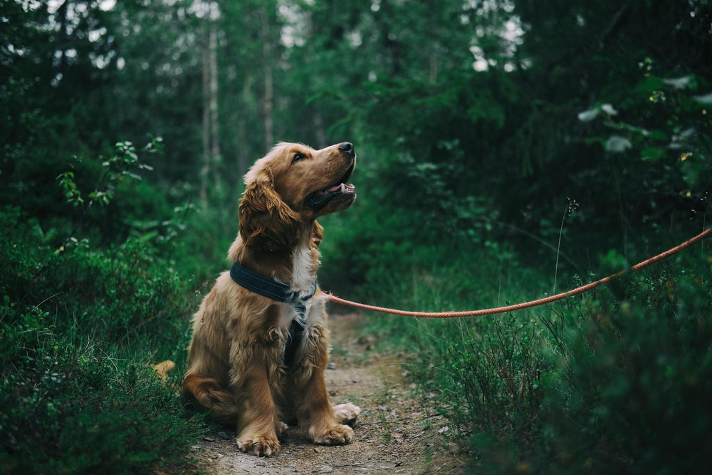 What's The Best Dental Chew For Dogs