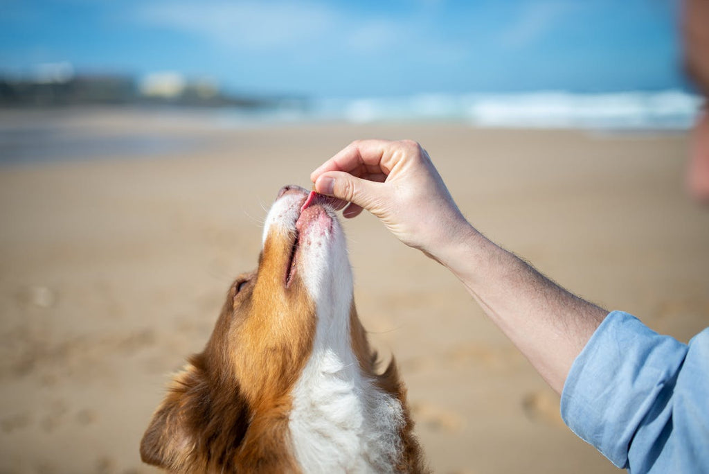 Why Do Dogs Chew Everything? Discover the Secrets to Healthy Chewing Habits!