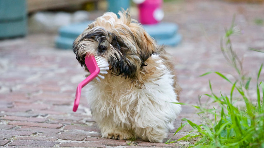 What Should I Use to Brush My Dog's Teeth? A Guide to Dog Dental Care