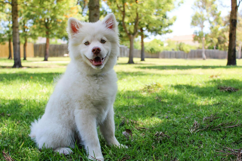 What's The Best Way To Brush A Dog's Teeth