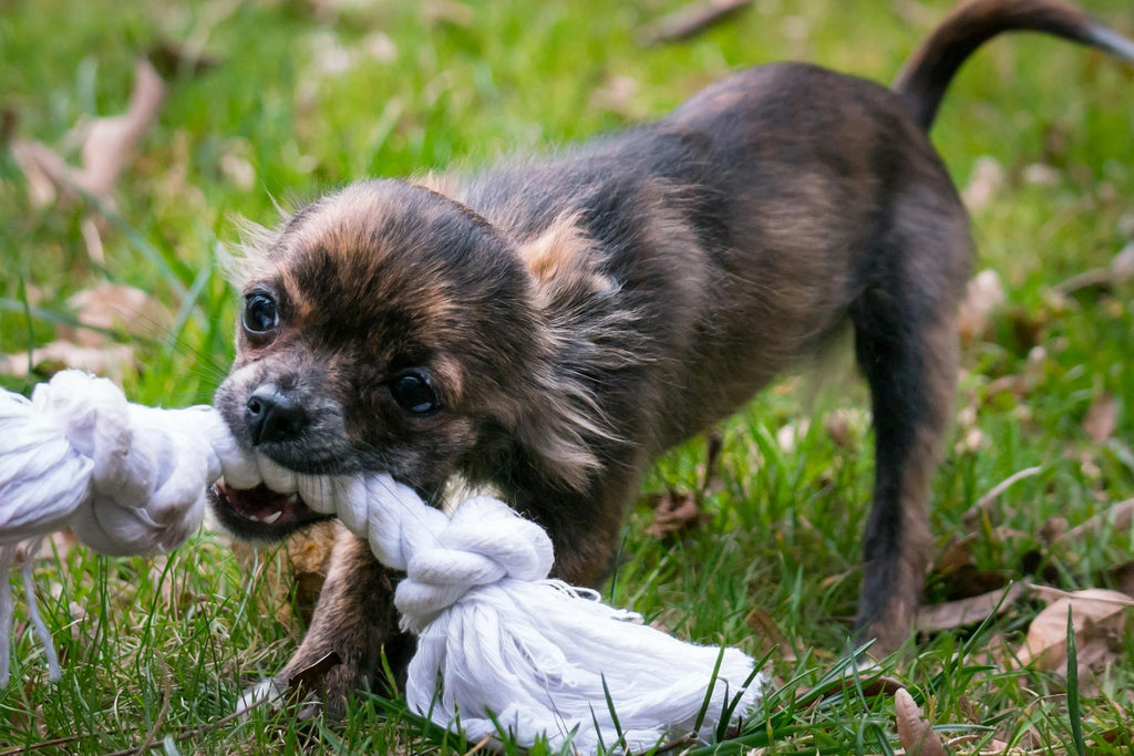 Surviving Puppy Teething: How to Save Your Shoes and Soothe Your Pup!