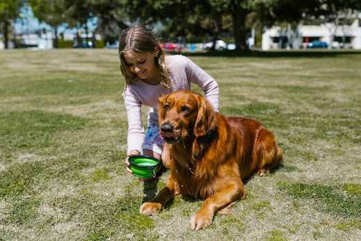 What Should I Feed My Dog After Dental Cleaning? A Guide to Post-Dental Care
