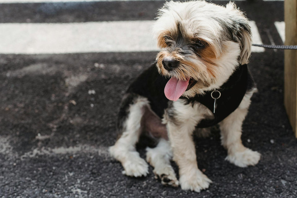 How to Prevent Bad Breath in Dogs