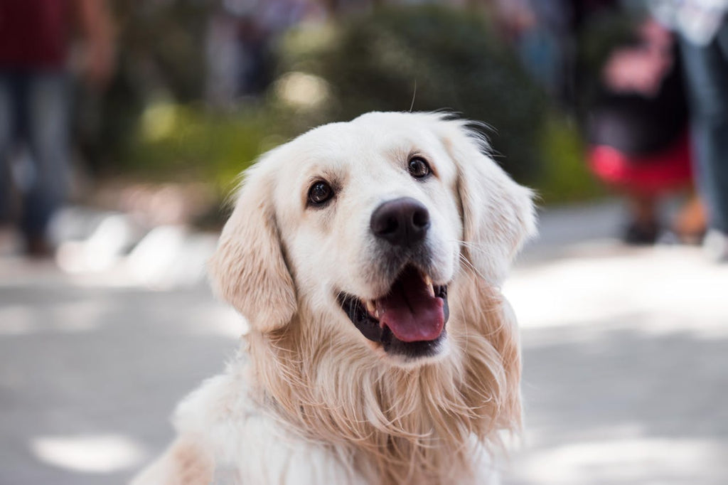 What Is the Best Way to Brush a Dog’s Teeth? A Guide to Dog Dental Care