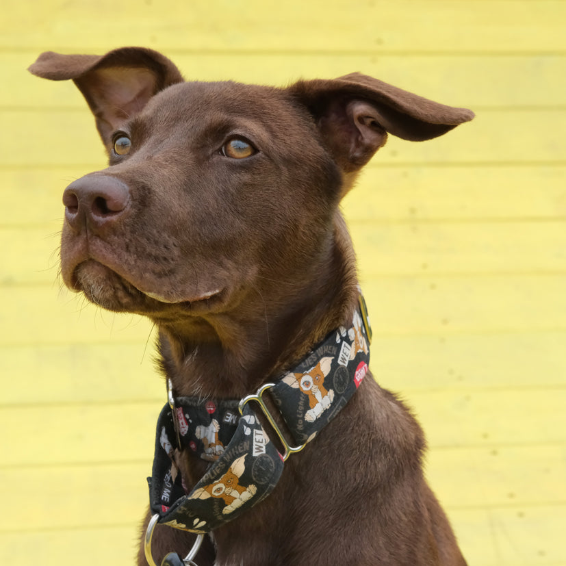 Dog rescue Joey