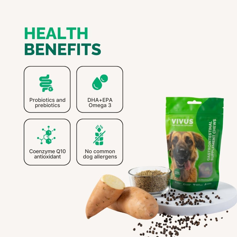 Gastrointestinal Support Chewable Supplement