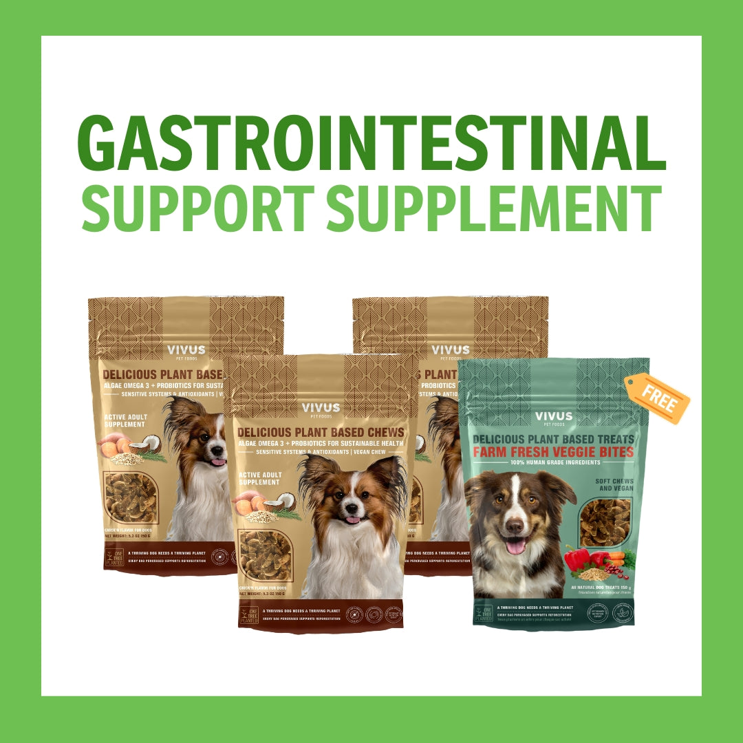 Gastrointestinal Support Chewable Supplement (150g Big Pack) 3-Pack Bundle