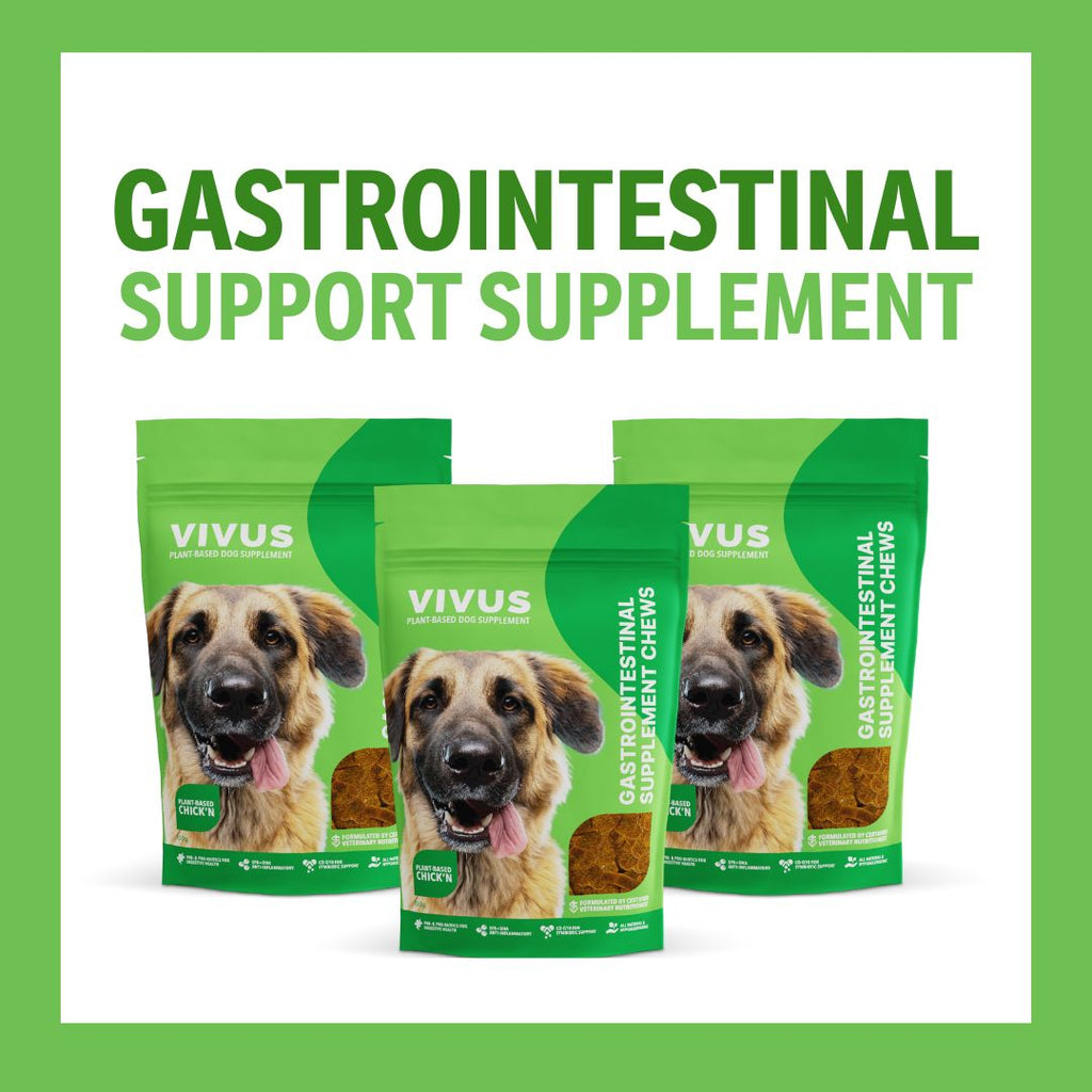 Gastrointestinal Support Chewable Supplement 3-Pack Bundle